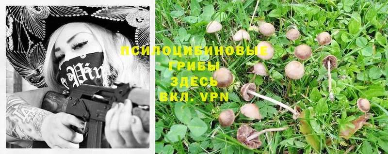 Галлюциногенные грибы Magic Shrooms  Кодинск 